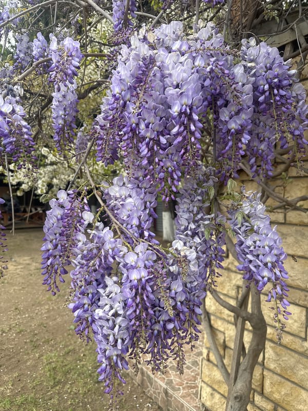 Wisteria blooms observed in full display in Tbilisi