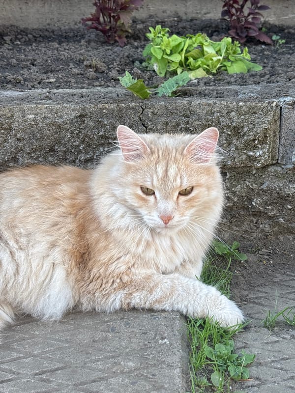 Lazy afternoon with cats in Russian garden setting