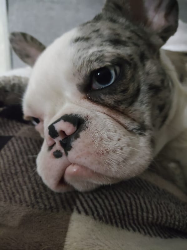 Grey merle French bulldog relaxing on a striped blanket