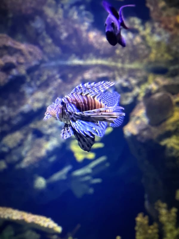 Evening moments captured in Cherven Breg: aquarium, portraits, dusk