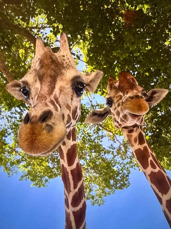 Mixed daily scenes captured across Varna: giraffes, cooking, cars