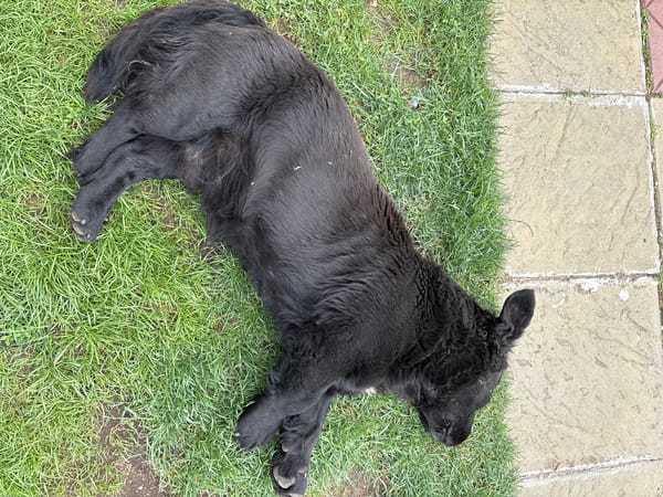 Black dog rests on grass near paving stones