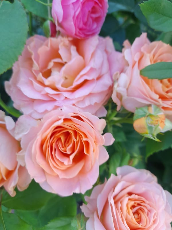 Close-up rose garden shots from Myrhorod, Ukraine