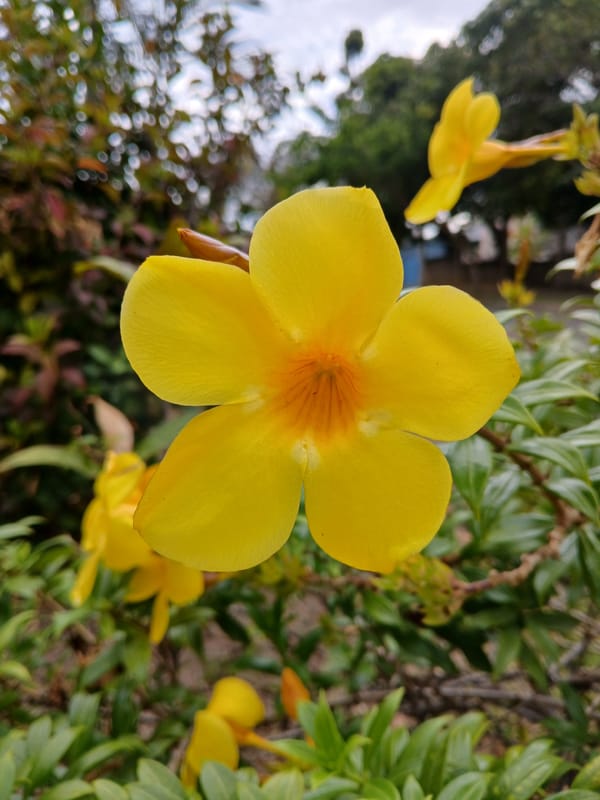 Evening nature walk documented across Ciudad Guayana, Venezuela