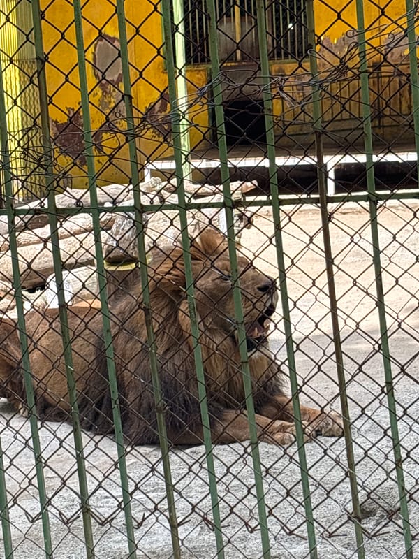 Tourist visits zoo and shops in Blagoevgrad, Bulgaria