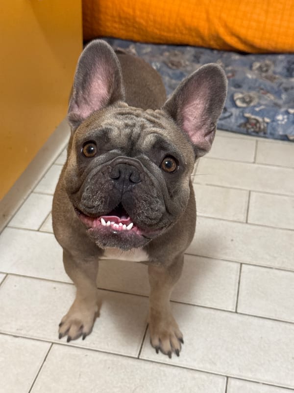 French Bulldogs at home in San Benedetto del Tronto