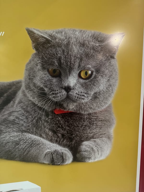 Close-up mix of pets, murals, and bold graphic design
