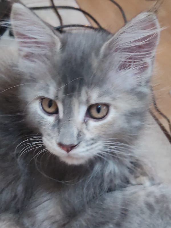 Witness captures quiet domestic moments with kitten, garden, electronics work