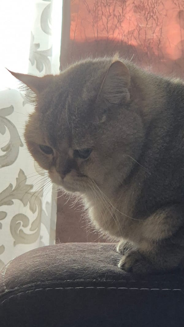Tabby cat photographed hanging upside down in Kemerovo