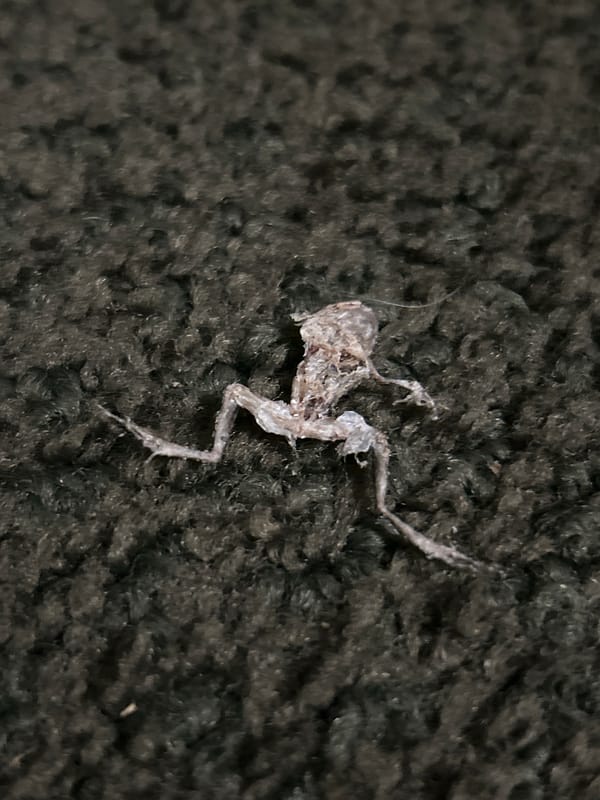Dead frog found on fabric surface in Cape Coral