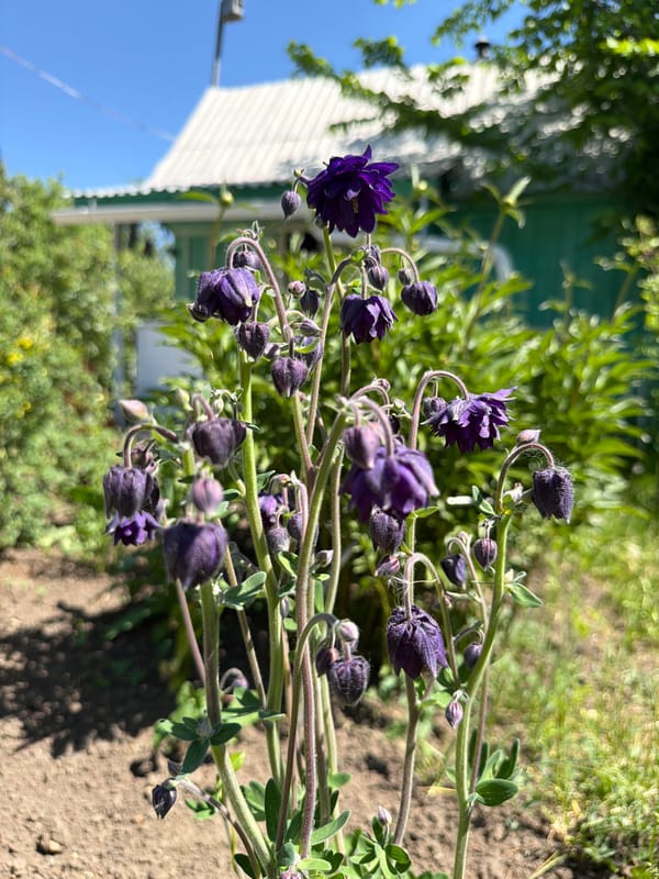 Dark purple columbine flowers bloom in garden bed