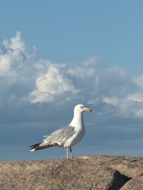 Summer afternoon along Hampton Bays' jetties and beaches