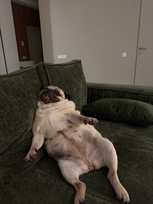 Pug enjoys belly rubs on green couch in Chișinău