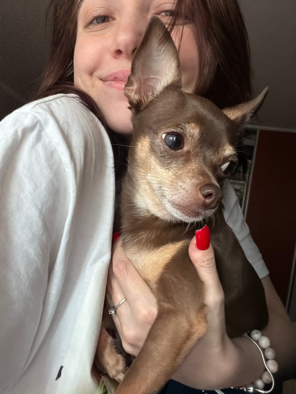 A chihuahua's lazy morning at home