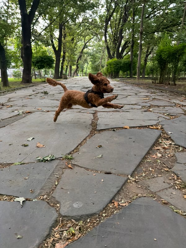 Poodle mix plays and explores a leaf-covered park path.
