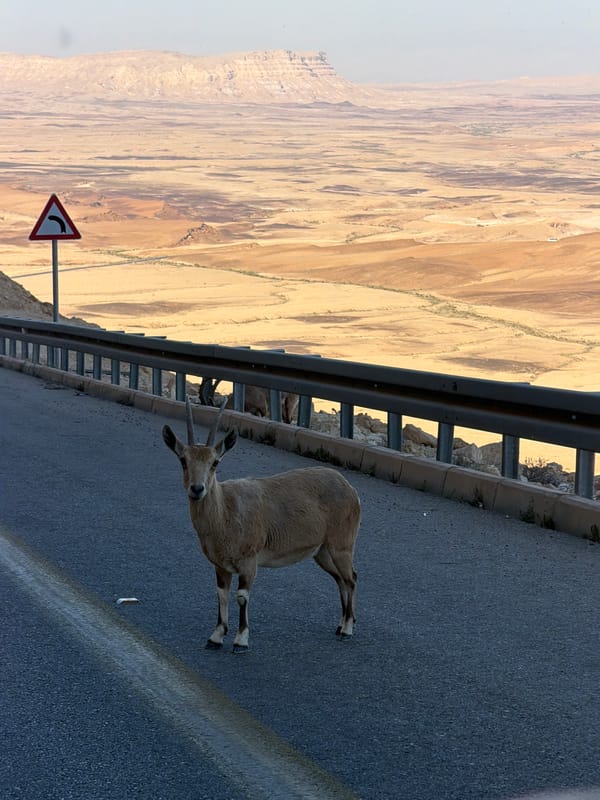 Ibex spotted on roadside near Mizpe Ramon desert