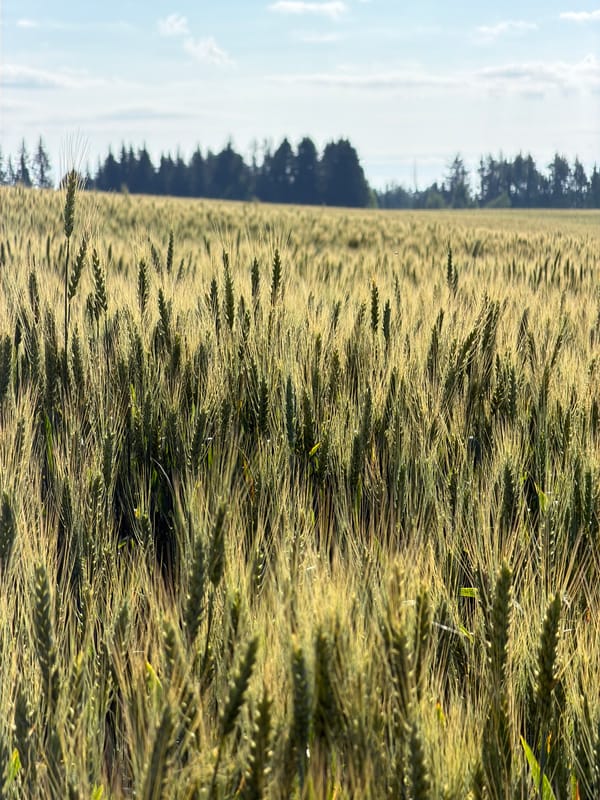 Wheat field near ripening, Podshivalovo, midsummer