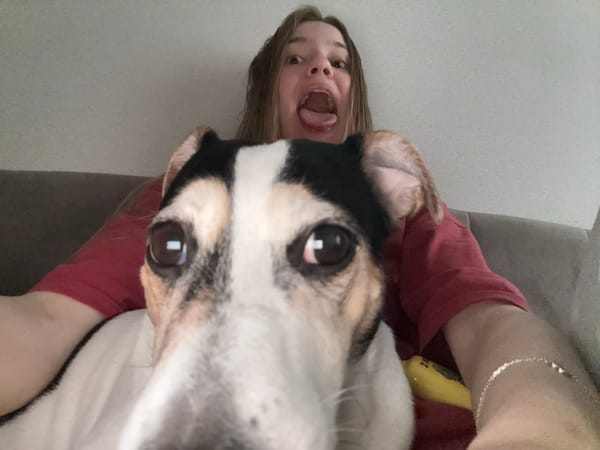 Playful indoor moments with tri-colored dog on couch