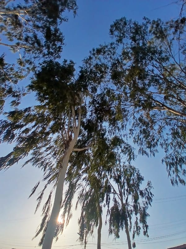 Power infrastructure and eucalyptus trees observed in Ciudad Guayana
