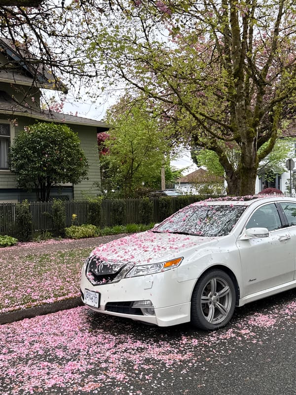 Spring cherry blossoms bloom on New Westminster residential street