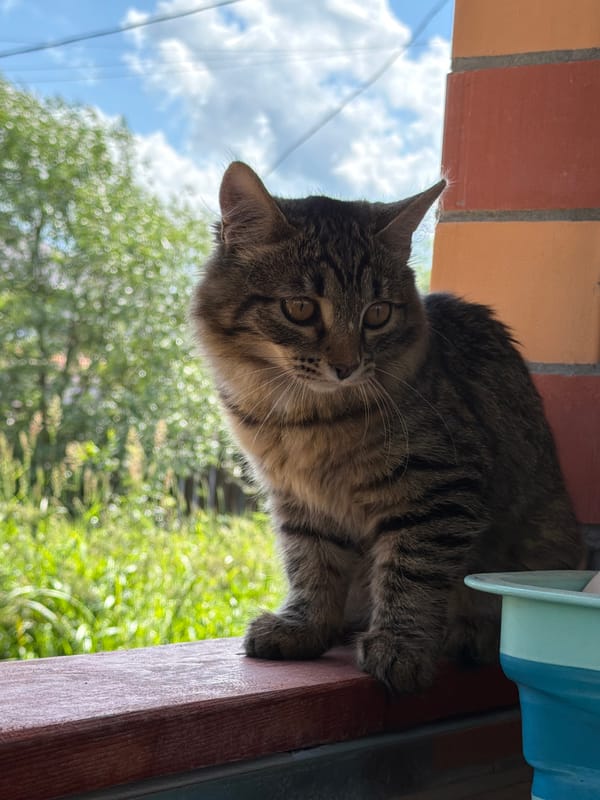 Cats, garden life, and open skies on a summer morning in Shumki