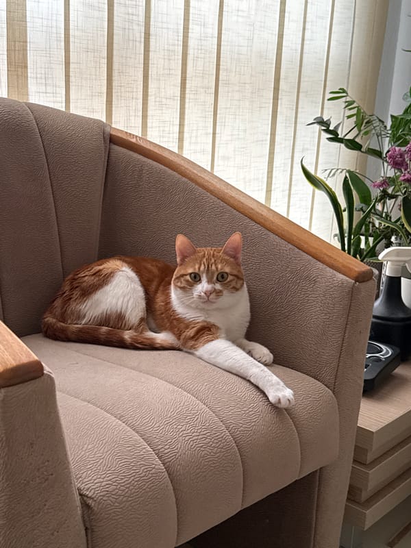 Cat rests on armchair in Bar, Montenegro