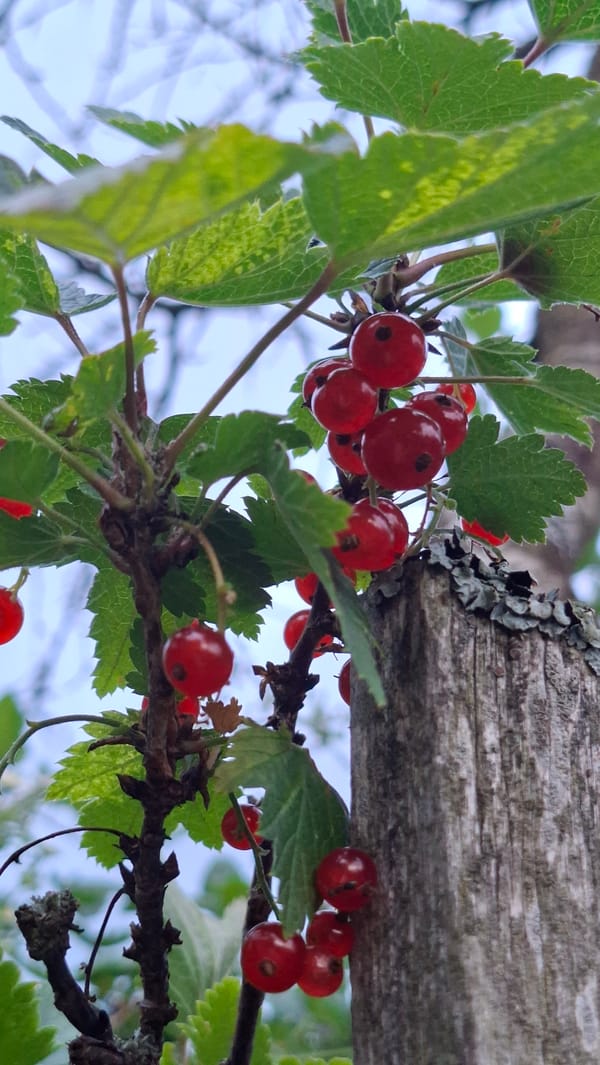 Summer afternoon at home in rural Belarus.