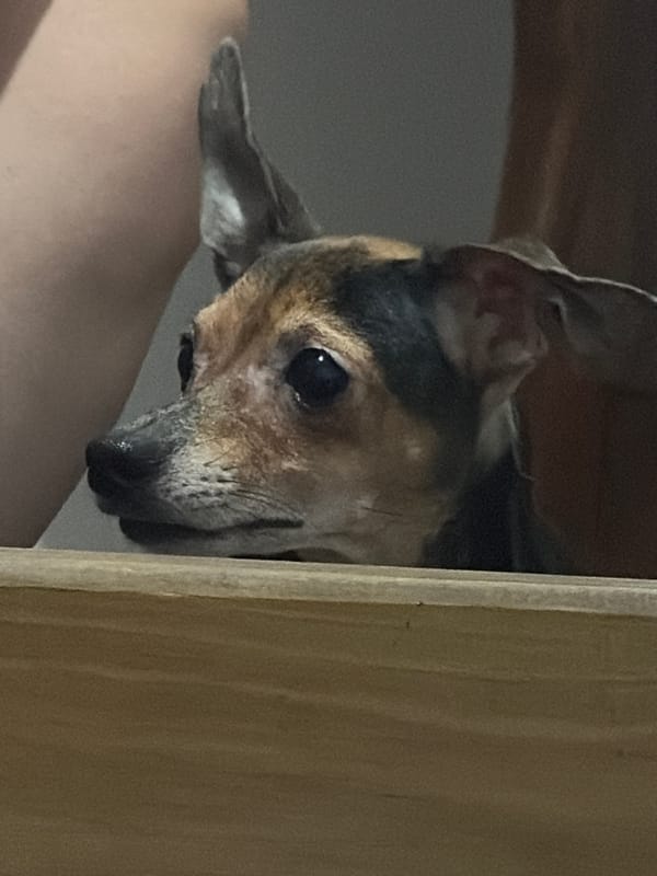 Dog and holographic surface observed in Ciudad Guayana