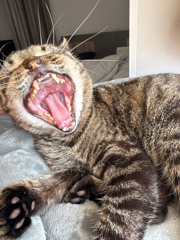 Woman takes selfies, cat yawns in Chernushka home