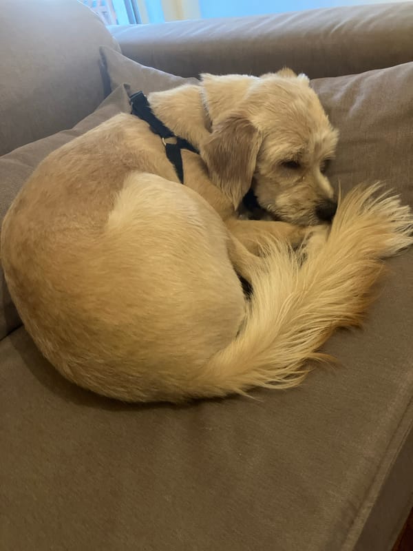 Dog observed napping in different spots during afternoon