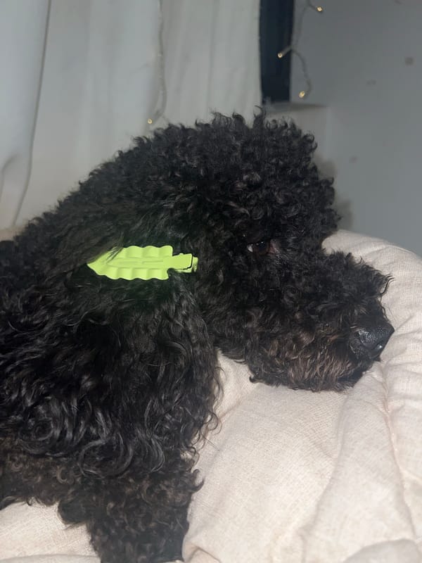 Black poodle photographed in casual indoor moments in Sofia