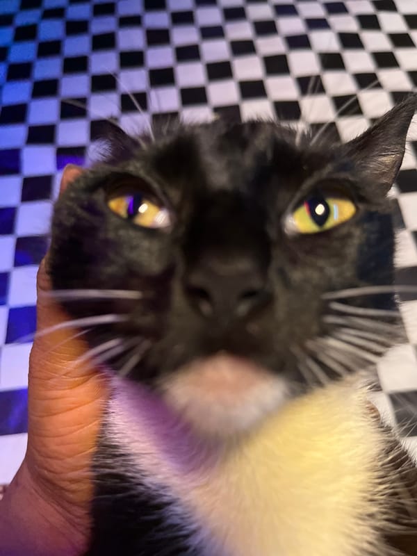 Person holds black and white cat in close-up photos