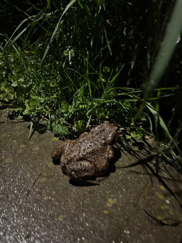 Toad spotted on wet street in Bulgarian town