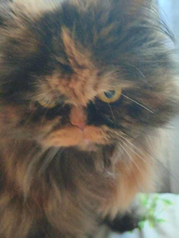Cats and orchids: close-up home portraits of both