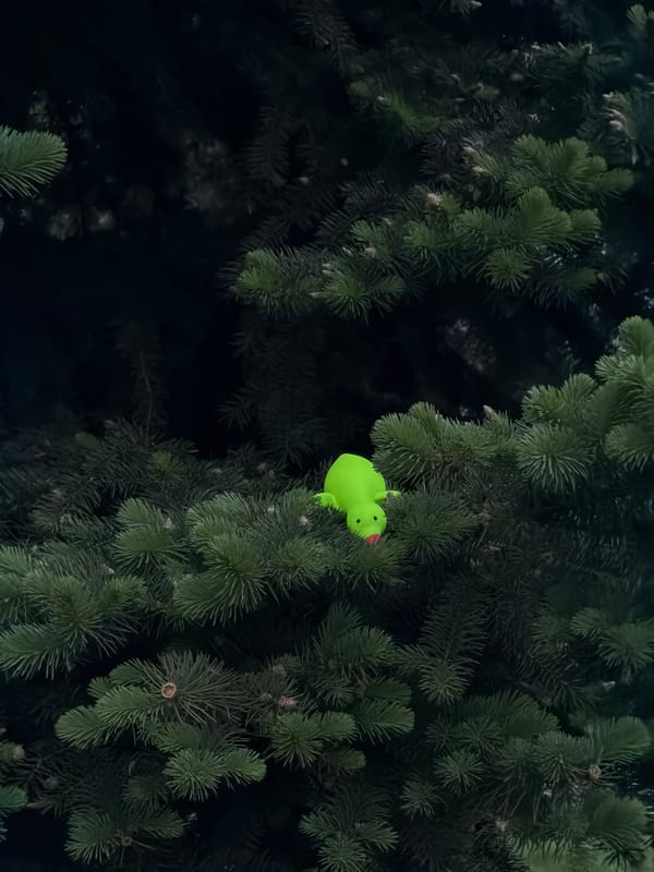 Evening scenes in Moscow: toy in tree, dog walker