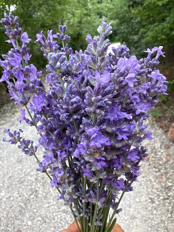 Lavender in hand at Malyi Mayak, Crimea
