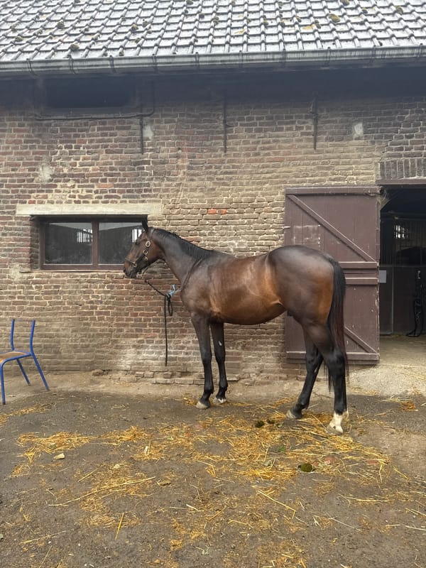 Horses observed at Belgian stable during afternoon hours