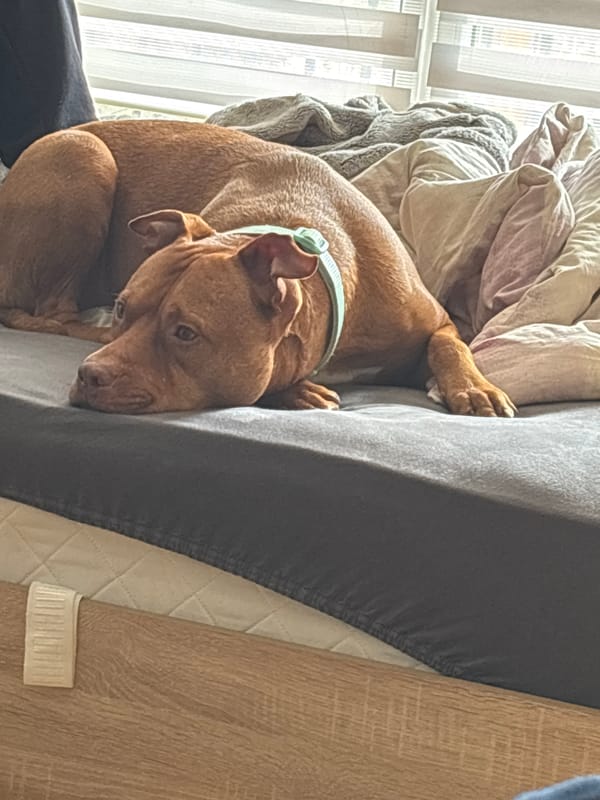 Brown dog rests on bed in Sofia home