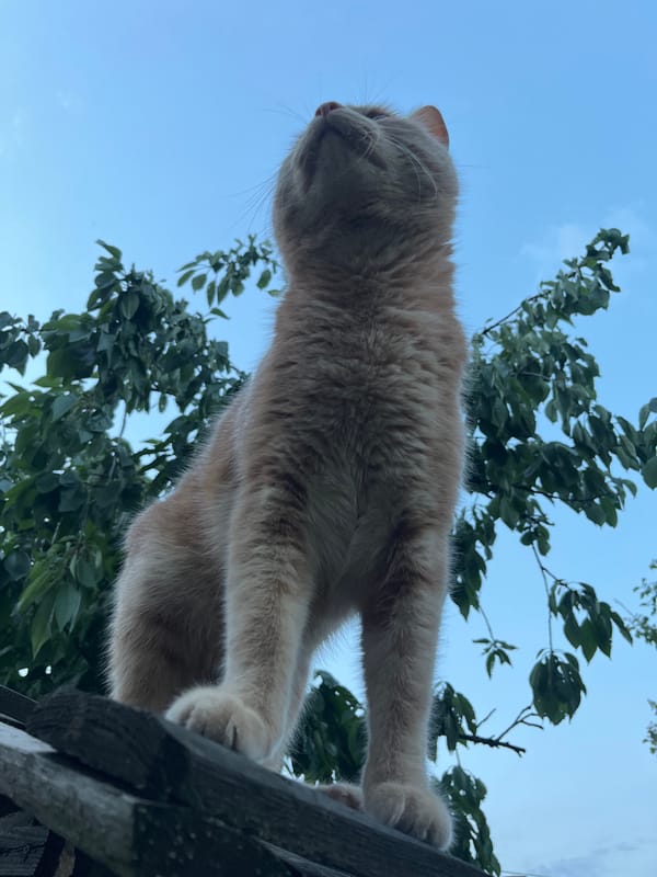 Orange tabby cat on a wooden fence, hollyhocks at dusk