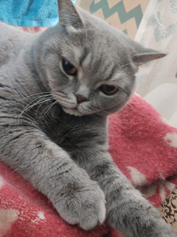 Grey cat with amber eyes rests on pink blanket