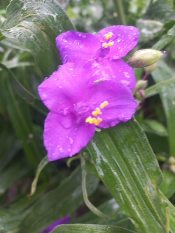 Morning dew covers spiderwort flowers in Kyiv garden