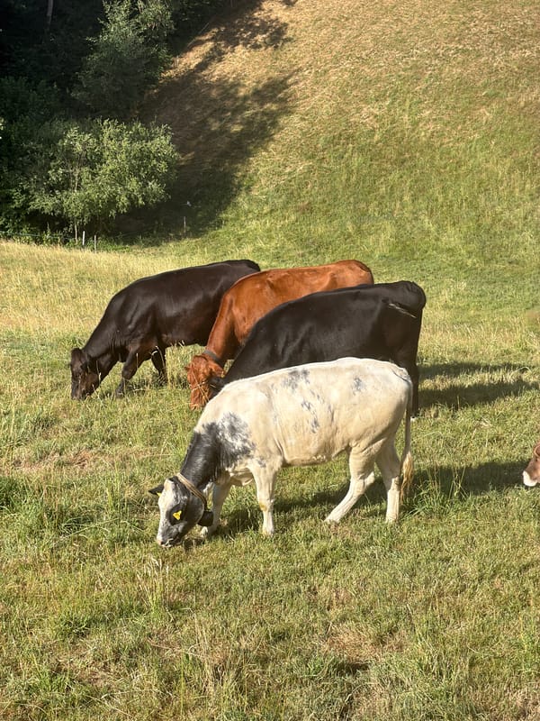Cattle grazing across sunny Swiss pastures in Ufhusen