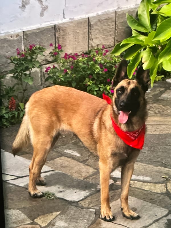 Belgian Malinois with red bandana out on a Pazardzhik evening
