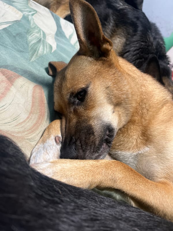 Dogs napping and playing at home, plus a spider in a jar