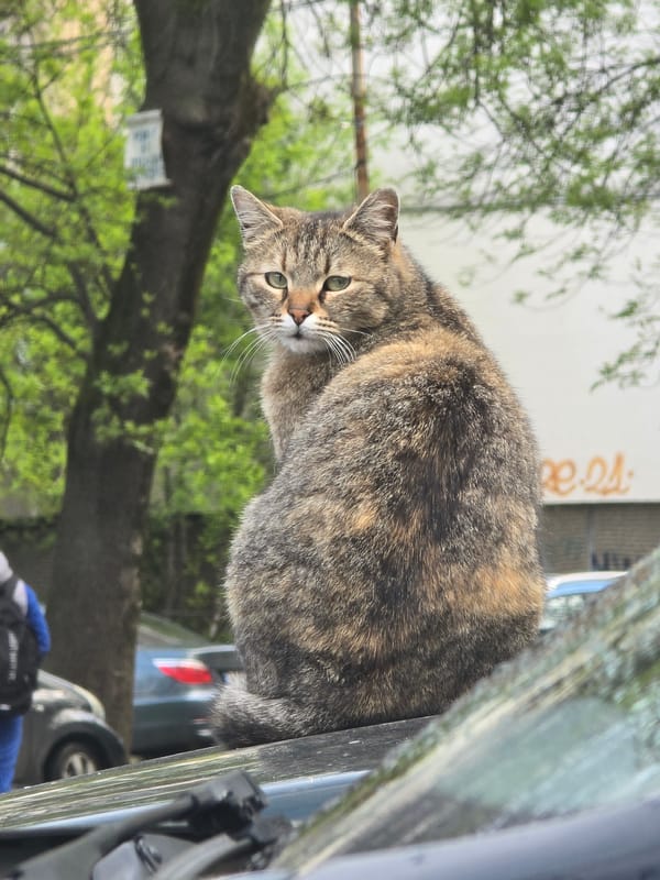 Tortoiseshell cat peers through car window in Sofia