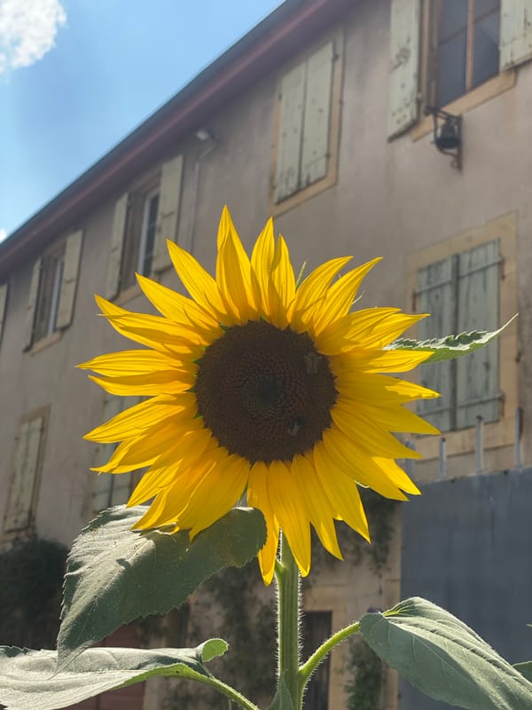 Sunflowers, fountains, and architecture in Milvignes, Switzerland