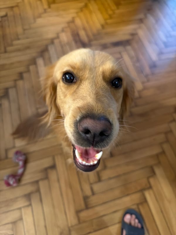 Golden retriever on parquet floor, tongue out, full eye contact