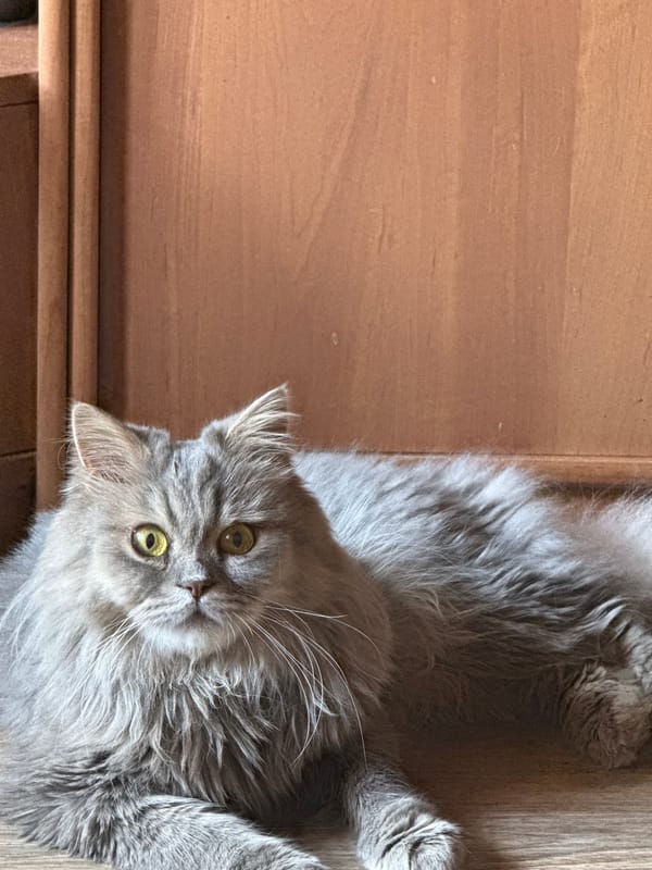 Morning at home: a cat, breakfast, paints, and routines
