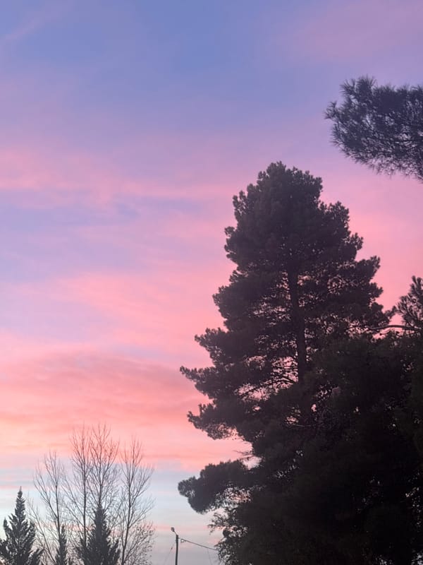 Colorful sky transition observed through trees in Trelew, Argentina