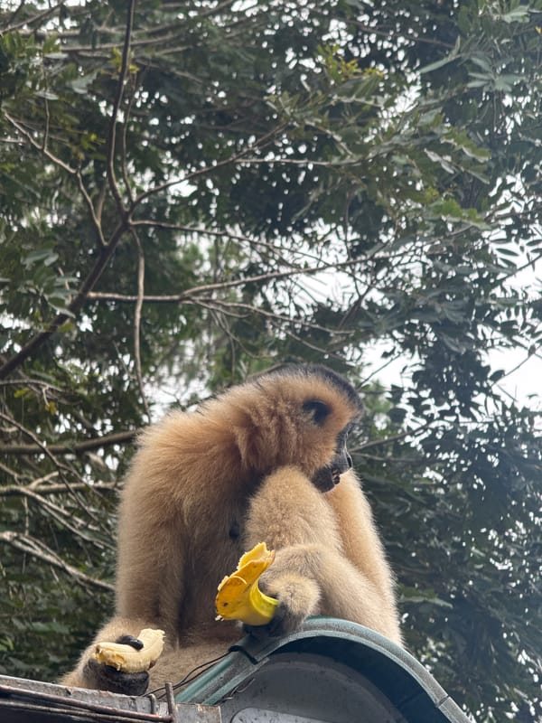 Monkey spotted on metal structure in Vietnamese jungle